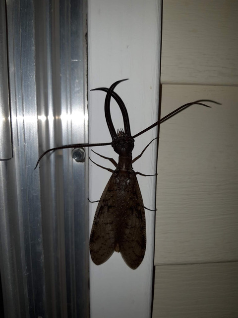 【超絶閲覧注意】たまに家にいる謎虫の正体www