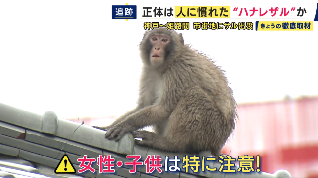 イヌの散歩をしていた5歳の女の子がサルに襲われ軽傷　姫路市