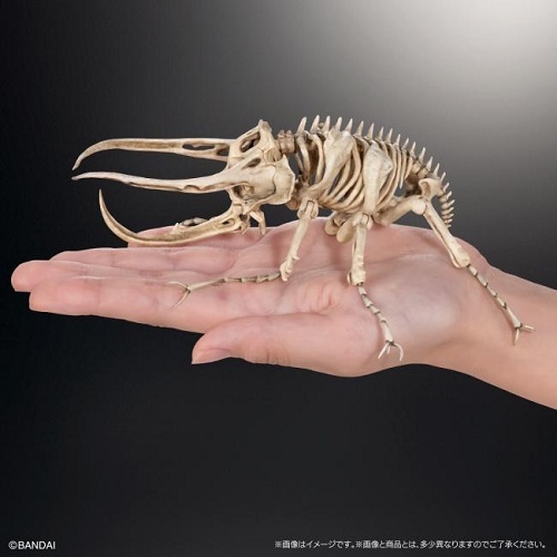 【画像】カブトムシの骨www