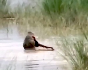 【動画】インドの川で12歳の少年がワニに食われてしまう瞬間が撮影される。