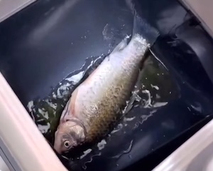 【動画】少量の油で魚の丸揚げが作れる便利な揚げマシーン(´･_･`)