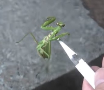 【寄生虫注意】大物昆虫系ユーチューバーさん、熱海の旅館の露天風呂にカマキリを投入して炎上…