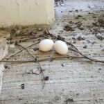 【鳩】妻の建てた究極に原価のかからないミニマリストの家