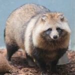 【画像】たぬき、流石にかわいすぎる