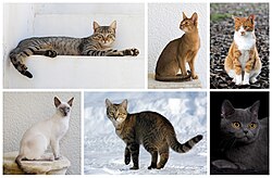 台に手をついて水を飲む猫さん、毎朝のルーティン姿に「カウンターで蕎麦食べてるサラリーマン」みたい