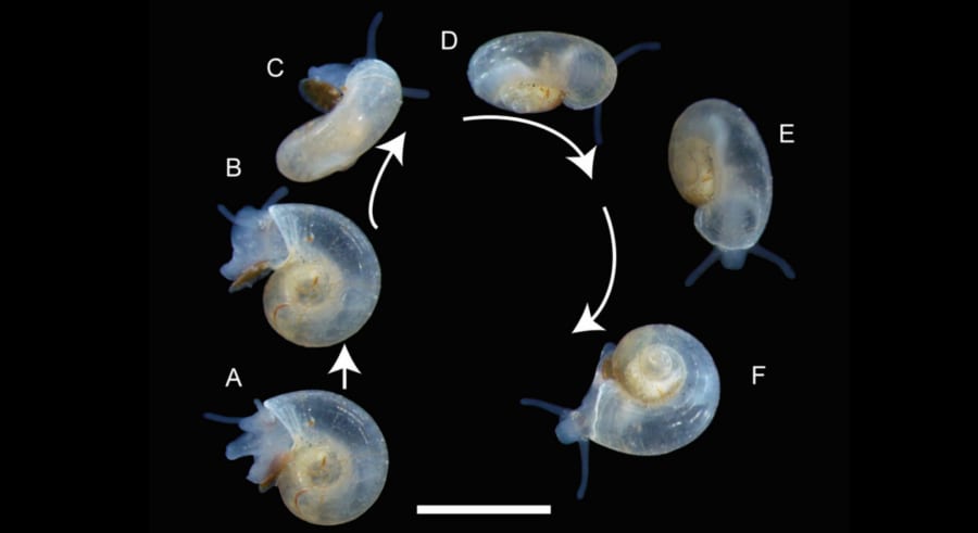 ヘルメス生誕の山で発見された透明な巻貝、新種どころか新属だった