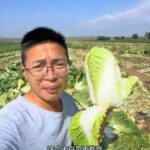 厚生労働省 「ホルマリン液に浸して出荷していた白菜、中国政府に問い合わせして、対日輸出してないと確認した」