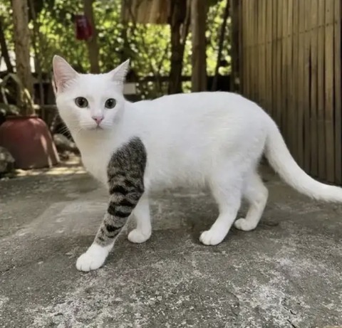 【画像】チンピラみたいな猫、発見されるwww