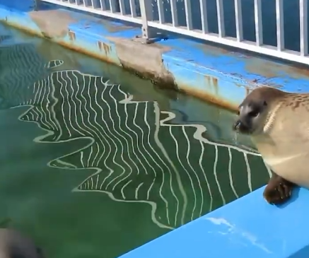 【動画】アザラシさん、大喧嘩してブチギレ腹パンwww