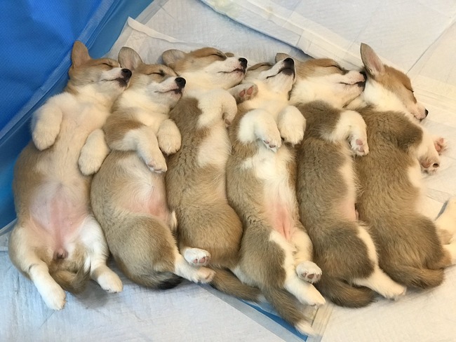 【画像】イッヌが並んで寝てる画像、可愛すぎ