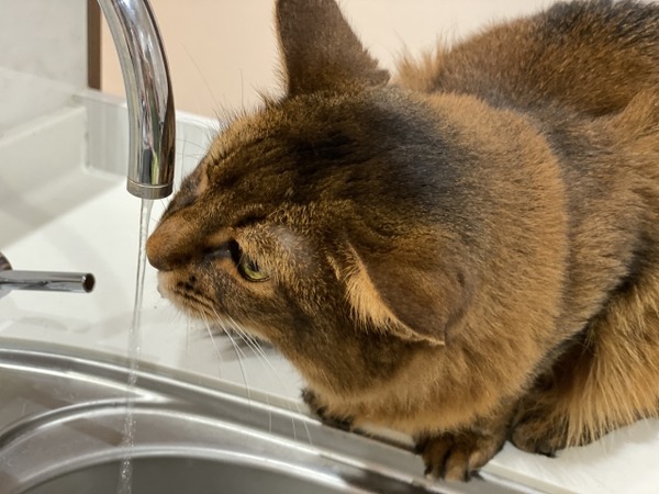 マンション管理会社「水道出しっぱなしになっていませんか？」俺「猫が飲むように常時出してますよ」⇒結果ｗ