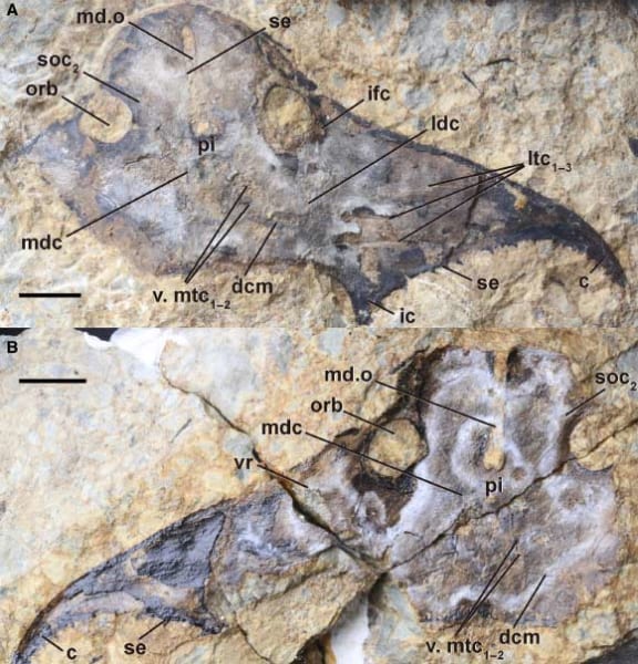 頭に翼が生えていた⁈ デボン紀にいた「新種の装甲魚」を発見