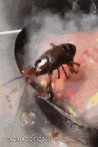 【GIF】カニ、絶体絶命