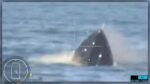 黒海で史上初の無人水上艇同士の海戦が発生、ウクライナ海軍がロシア海軍に勝利