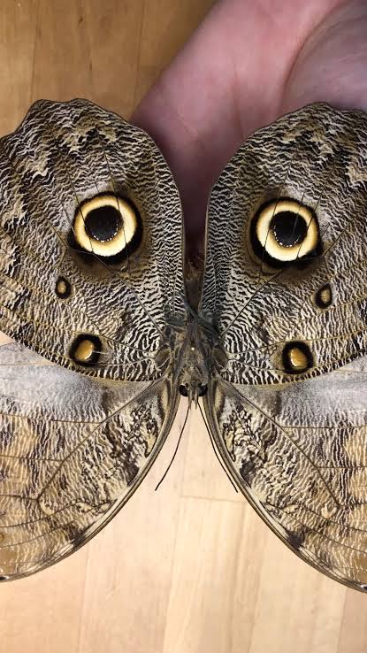 【画像】この虫怖すぎワロタwww