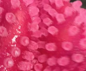 【動画】若い女に流行中のオナニーグッズ、ガチで気持ちよさそう
