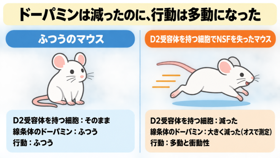 ADHDの発症メカニズムの一端を解明、「薬が効かない人」への治療の手がかりに