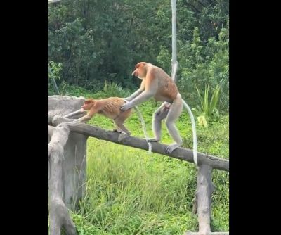 【動画】東横キッズ、遂に路上で交尾を始めてしまう