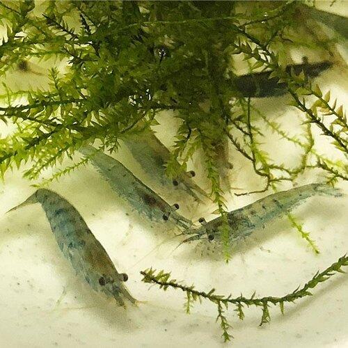 【悲報】ミナミヌマエビ飼育始めたけど死にまくりワロタwww