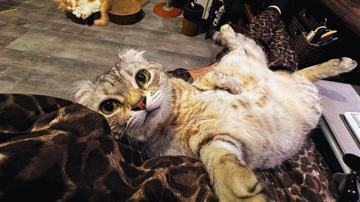 猫が1匹で留守番できる時間はどれくらい？獣医によると8〜12時間、最高でも24時間が目安
