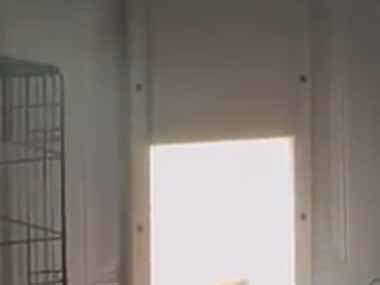 今日は暑いからエアコンの効いた部屋から出たくない。でも外にも行きたいな → そんな彼はこんな様子です…