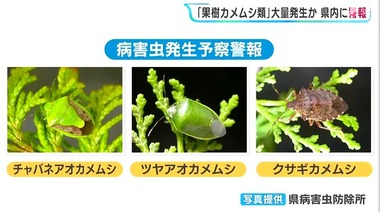 【悲報】静岡､カメムシが多すぎる 平年の約20倍のおそれ 静岡県内で28年ぶり｢病害虫発生予察警報｣