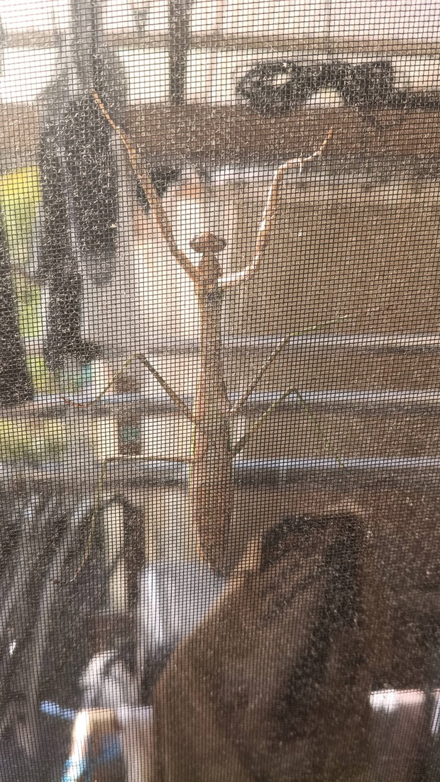 【画像】窓開けたらカマキリいてビックリした