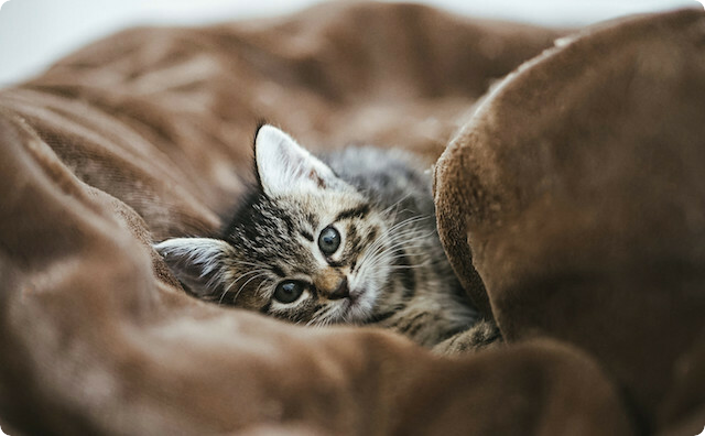 旅行中に飼い猫を旦那友人宅で預かってもらった。迎えに行ったら「猫をこのままうちで飼ってもいいか？」と言い出して・・・