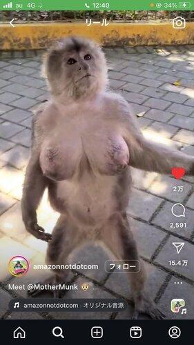 【画像】巨乳の猿、余裕でイケるwww