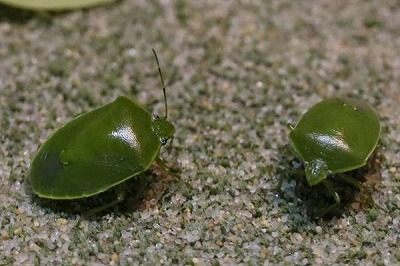 【閲覧注意・虫注意】カメムシ大量発生中