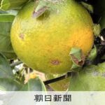 静岡でカメムシ大発生