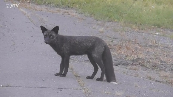 【北海道釧路町】珍しい！黒いキツネ「ギンギツネ」か　キタキツネと遊び…エサをとる様子も