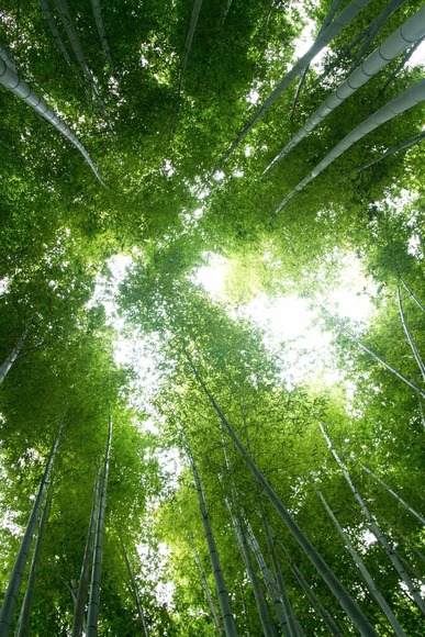 私有地で竹藪だらけの山があるんだけどさ