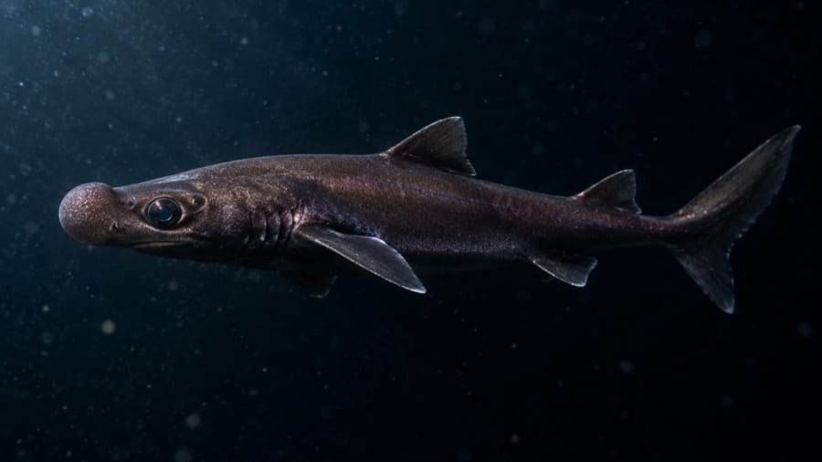 体長わずか21.5cmの新種「ランタンシャーク」を発見