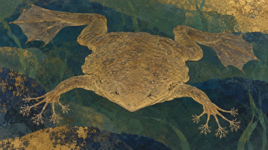 星形の指先で獲物を「見る」カエルがいると判明