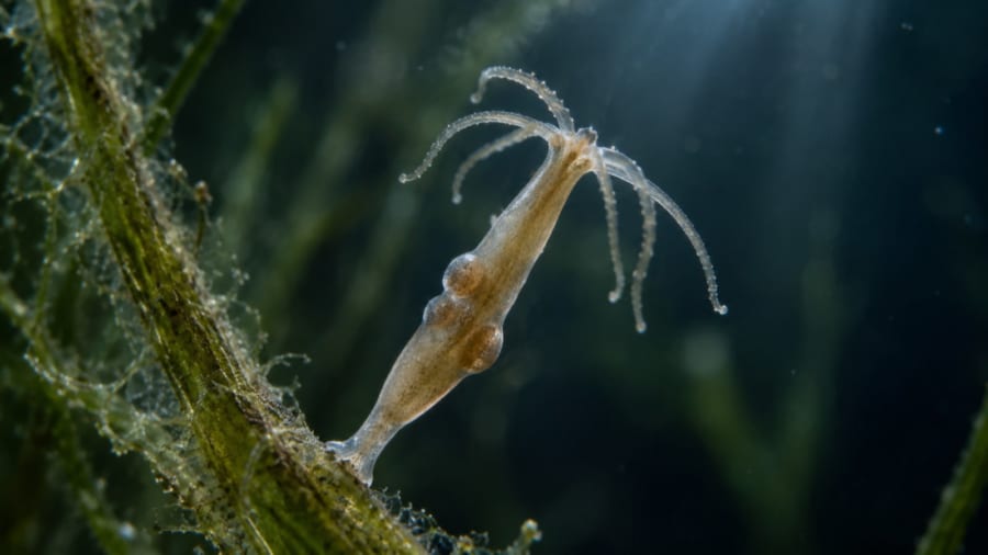 不死の生物ヒドラが「不死を手放す条件」とは