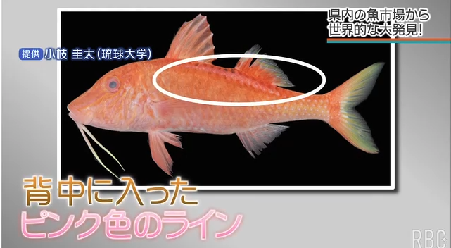 市場の雑魚が世界2例目の激レア珍魚