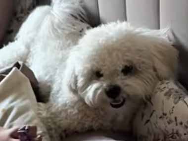犬と散歩に行く時間になった。散歩は好き、でもハーネスは… → 犬こうなっちゃう…
