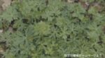 【有毒植物】 「トリカブト」を食べた男性が一時意識不明 自分で摘んで”卵とじ”に… 呼吸不全で死亡する恐れも